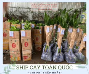 ship toan quoc optimized