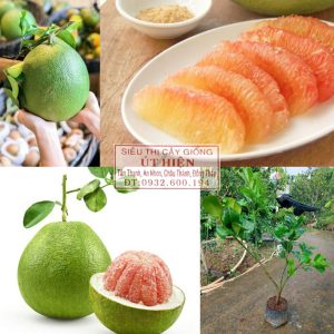 CÂY GIỐNG BƯỞI DA XANH