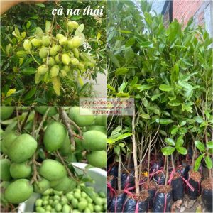 CÂY GIỐNG CÀ NA