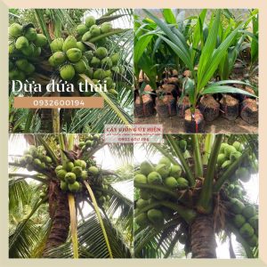 CÂY GIỐNG DỪA DỨA