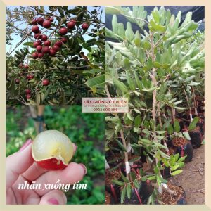 CÂY GIỐNG NHÃN XUỒNG TÍM