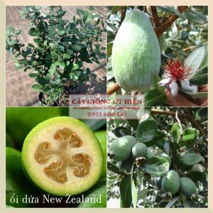 CÂY ỔI DỨA NEW ZEALAND