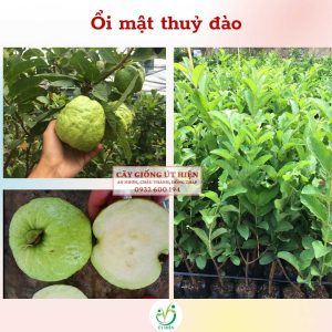 CÂY GIỐNG ỔI MẬT THỦY ĐÀO