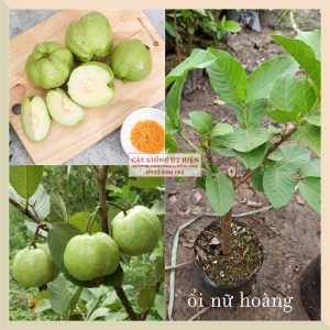 CÂY GIỐNG ỔI NỮ HOÀNG