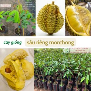 CÂY GIỐNG SẦU RIÊNG MONTHONG (THÁI, DONA)