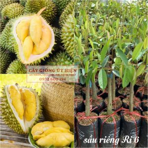 CÂY GIỐNG SẦU RIÊNG RI 6