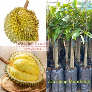 CÂY GIỐNG SẦU RIÊNG MONTHONG