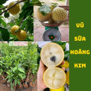 CÂY GIỐNG VÚ SỮA HOÀNG KIM