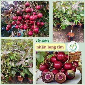 Cây Giống Nhãn Long Tím