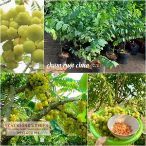 CÂY GIỐNG CHÙM RUỘT
