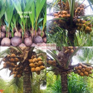 CÂY GIỐNG DỪA MÃ LAI