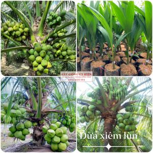CÂY GIỐNG DỪA XIÊM LÙN