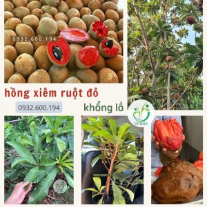 Cây Hồng Xiêm Ruột Đỏ Khổng Lồ Cao 1 Mét