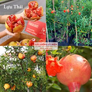 CÂY GIỐNG LỰU THÁI