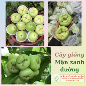 CÂY GIỐNG MẬN XANH ĐƯỜNG