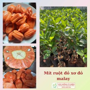 CÂY GIỐNG MÍT RUỘT ĐỎ SƠ ĐỎ MALAYSIA