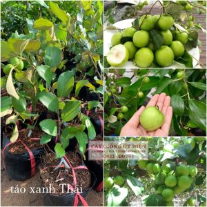 CÂY GIỐNG TÁO XANH THÁI LAN