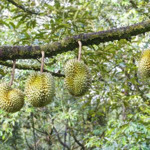 82594974 fresh mon thong or golden pillow durian king of tropical fruit on its tree branch in the orchard