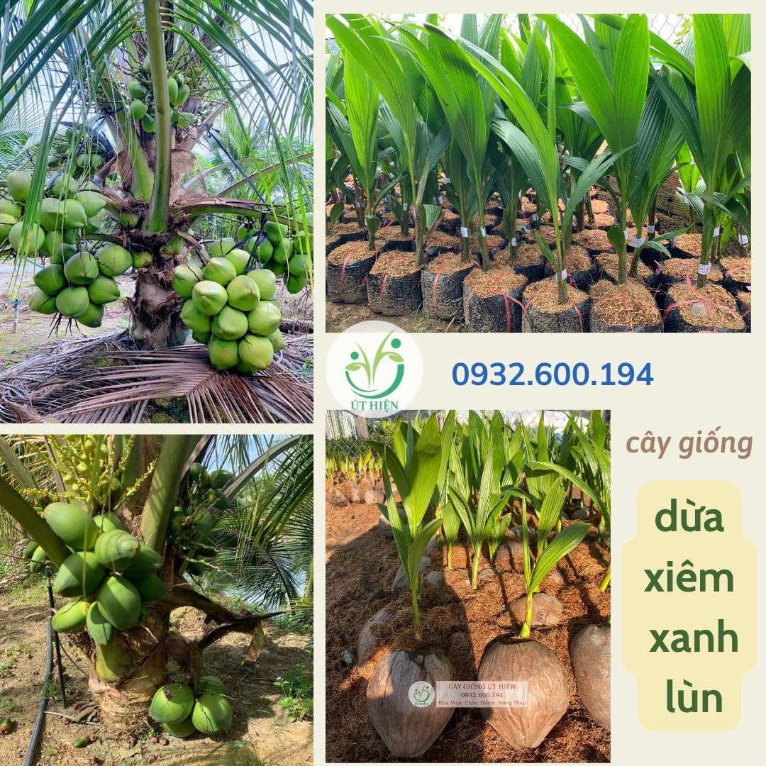 Hiệu quả kinh tế cao từ mô hình trồng dừa xiêm lùn