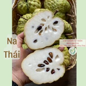 Na Thái có hương vị rất thơm ngon thanh mát, thịt màu trắng sữa