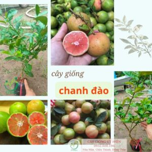 cay-giong-chanh-dao