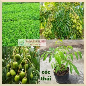CÂY GIỐNG CÓC THÁI