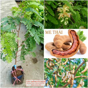 CÂY GIỐNG ME THÁI