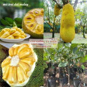 CÂY GIỐNG MÍT TRÁI DÀI MALAYSIA