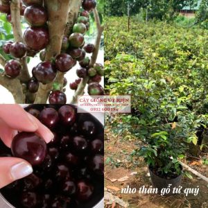 CÂY GIỐNG NHO THÂN GỖ TỨ QUÝ