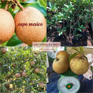 CÂY GIỐNG SAPO MEXICO