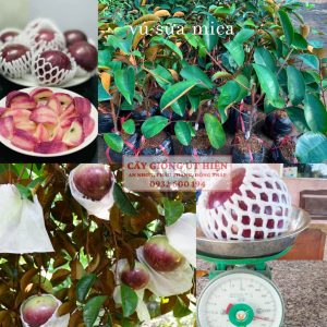 CÂY GIỐNG VÚ SỮA TÍM MICA