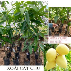 CÂY GIỐNG XOÀI CÁT CHU